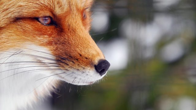 Fuchs